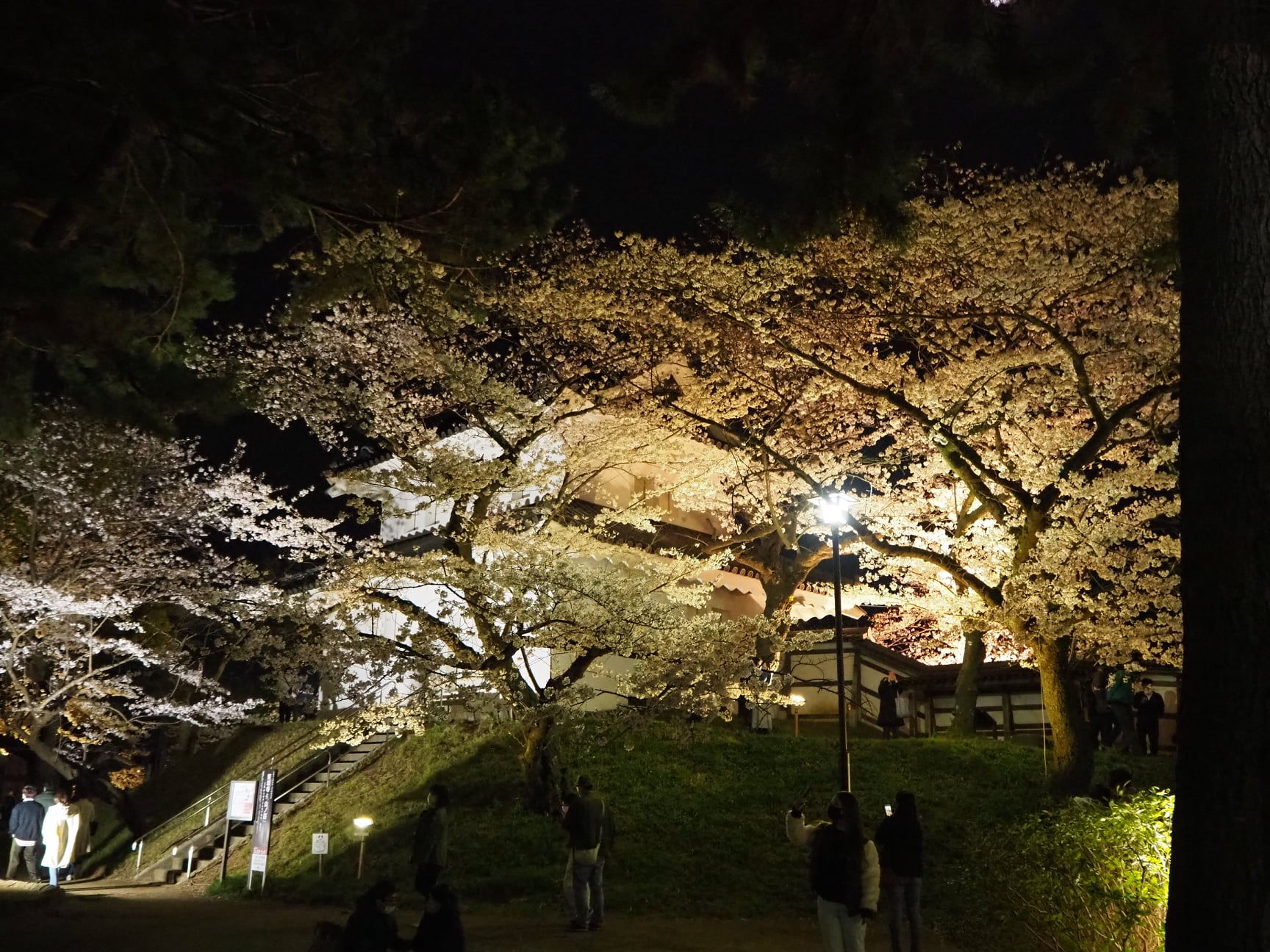 土浦の桜をお楽しみください!page-visual 土浦の桜をお楽しみください!ビジュアル
