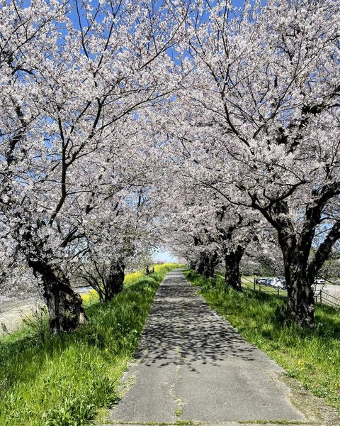 土浦の桜が満開です!page-visual 土浦の桜が満開です!ビジュアル