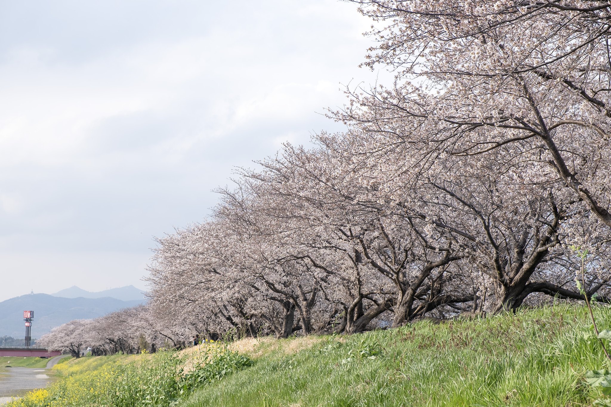 土浦の桜が満開です!page-visual 土浦の桜が満開です!ビジュアル